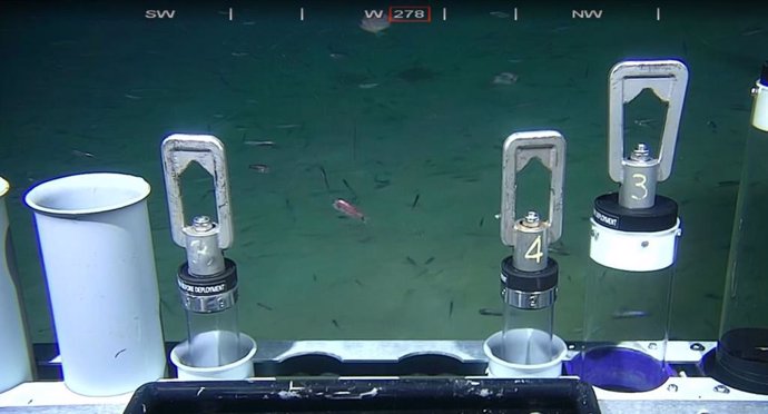 Imagens de vídeo do ROV da Amq Deep mostrando corais rendados e peixes em condições quentes e pobres em oxigênio.