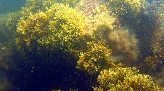 Durante muito tempo, acreditou-se que o clone de fucus vesiculosus do Mar Báltico era uma espécie separada, chamada de alga marinha estreita.