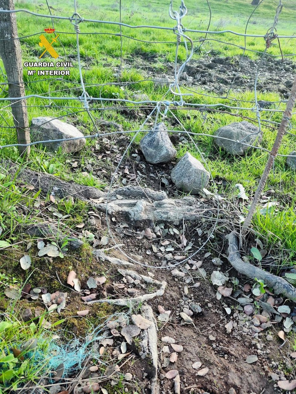 Investigado en Constantina (Sevilla) por la muerte de cuatro zorros capturados con trampas prohibidas