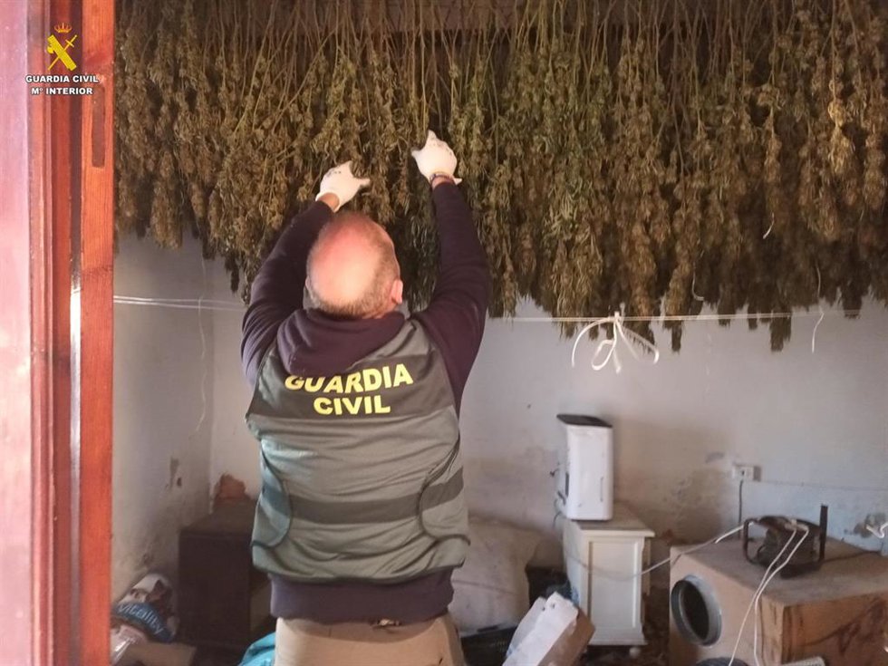 Detenidos Los Presuntos Responsables De Una Plantación De Marihuana En La Ribera Alta