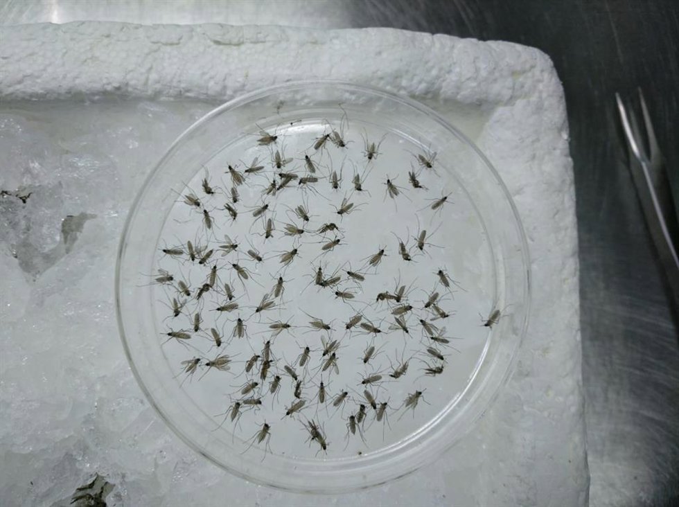 Un equipo científico liderado por la Estación Biológica de Doñana-CSIC ha realizado la primera caracterización de la microbiota bacteriana de la especie de mosquito 'Culex perexiguus', principal vector del virus del Nilo Occidental en Andalucía.