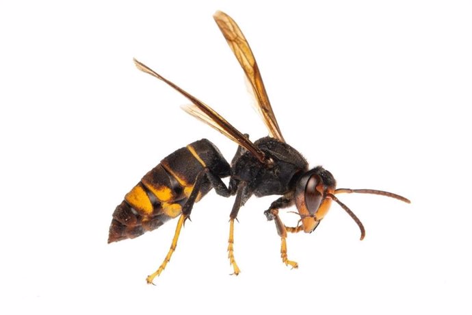 Archivo - La UIB estudiará el AND de las avispas asiáticas encontradas en Marratxí para determinar su origen