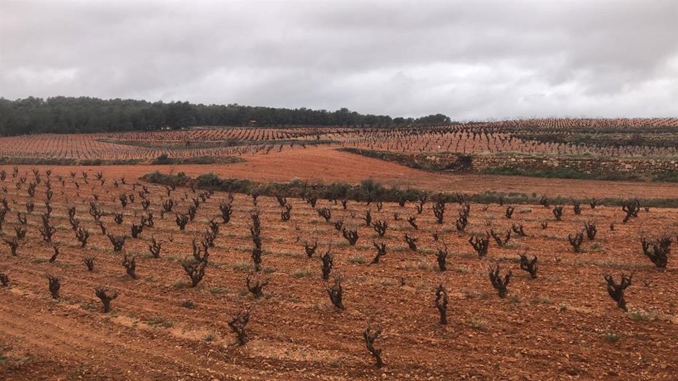 Las lluvias resultan positivas para el campo