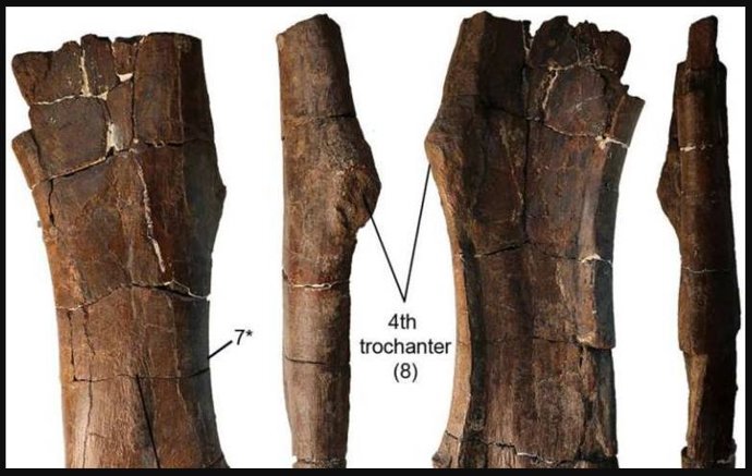 Hueso del muslo del nuevo dinosaurio, Uriash kadici.