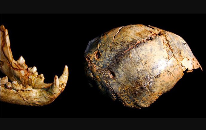 fósiles de Paranthropus robustus