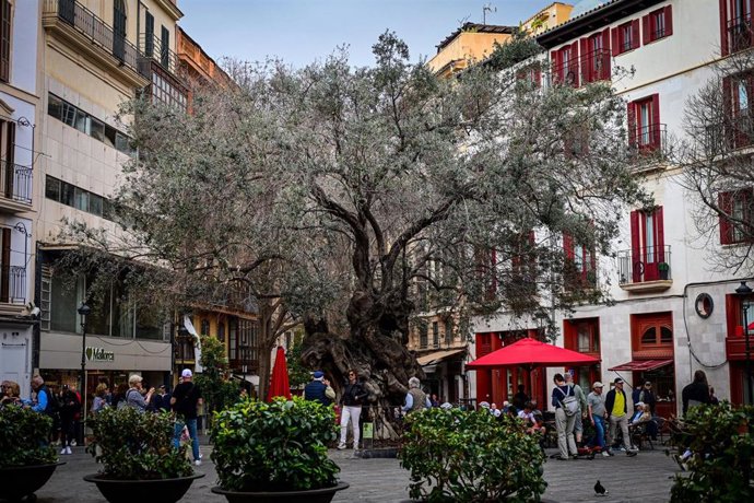 La Olivera de Cort, frente al Ayuntamiento de Palma.
