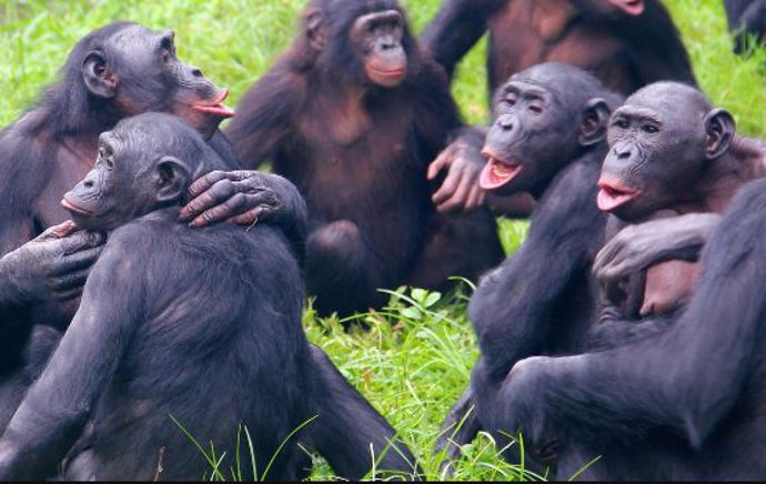 Grupo de chimpancés