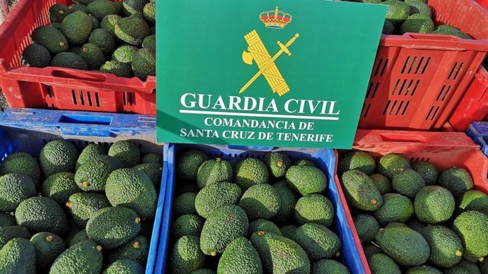 Aguacates intervenidos por la Guardia Civil en fincas del norte de Tenerife