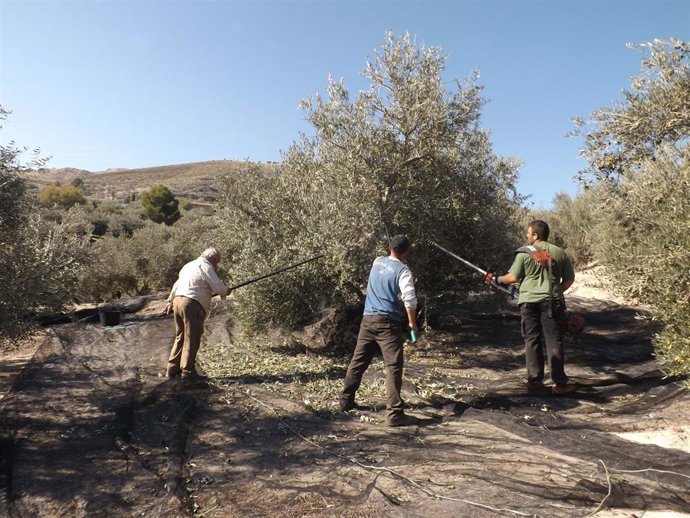 Archivo - Imagen de trabajadores recolectando aceitunas en el campo.