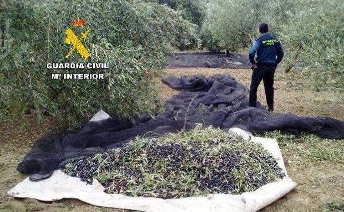 Un agente de la Guardia Civil en un olivar en recolección.