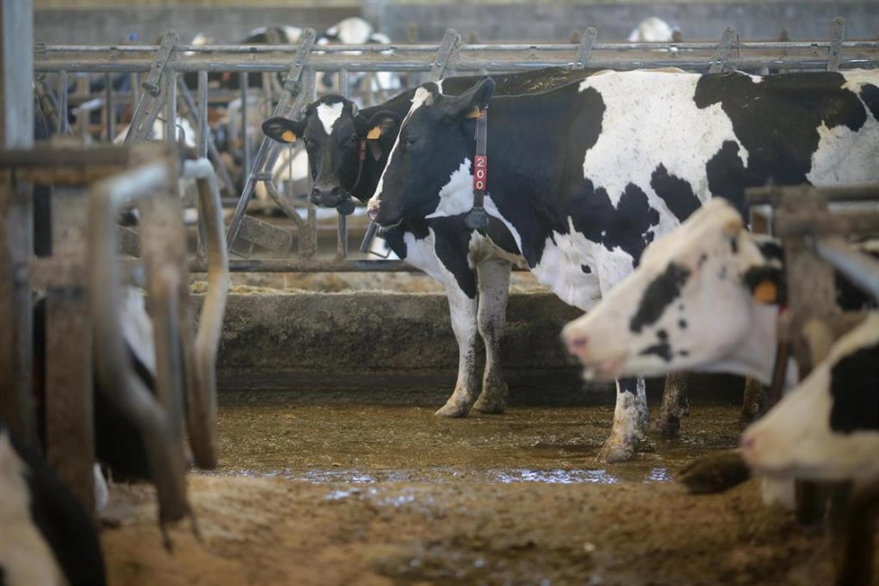 Archivo - Vacas de una ganadería de lácteo en Sabadelle, a 7 de agosto de 2023, en Chantada, Lugo, Galicia (España). Ganaderos gallegos han denunciado en los últimos días "abandono" por parte de la Xunta ante la vacunación contra la lengua azul. A este 