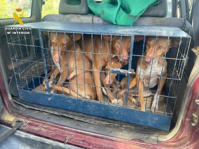 Perros de caza empleados en labores de furtivismo