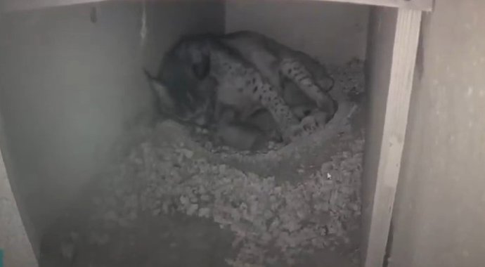 Captura de pantalla del vídeo de la hembra de lince Guara y sus chachorros en el cubil.