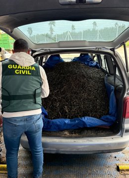  Aceituna intervenida.