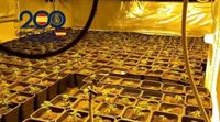 Tres detenidos en una operación contra plantaciones de marihuana en bloques de pisos de Jerez (Cádiz)
