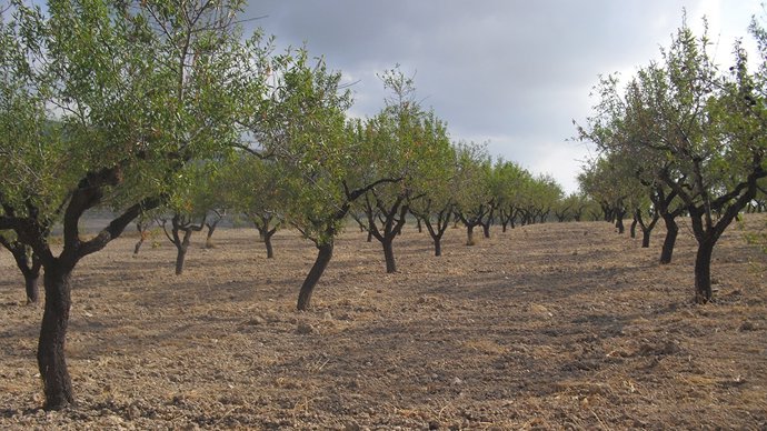 Archivo - Almendros