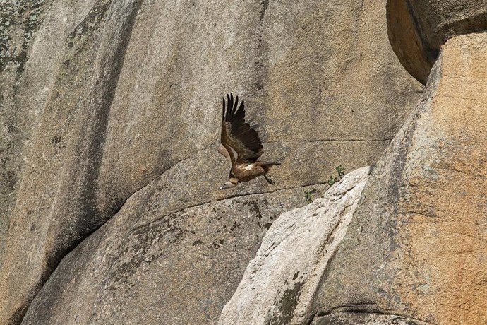 Archivo - Un Buitre lLeonado sobrevuela el entorno perteneciente a La Pedriza donde se encuentra una zona de nidificación de estas especies, a 24 de mayo de 2021, en La Pedriza, Madrid, (España).