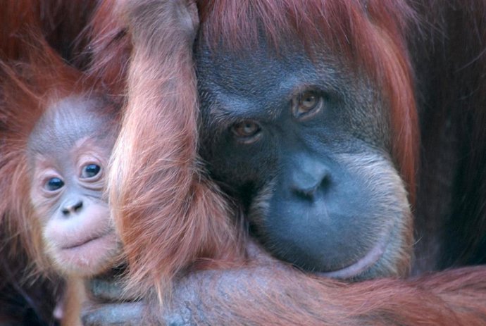 Orangutanes en el zoo de Santillana del Mar