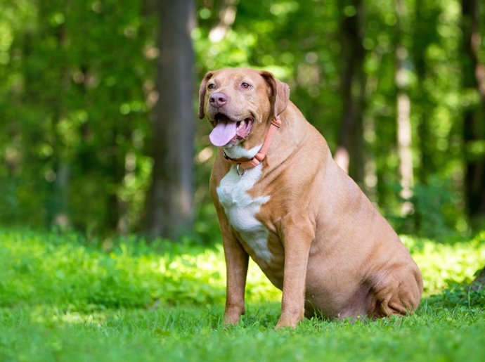 Archivo - Perro obeso
