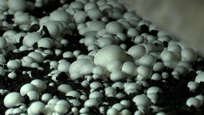 Archivo - Champiñonera