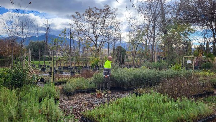 Plantación en la zona del Anillo Verde de Granada