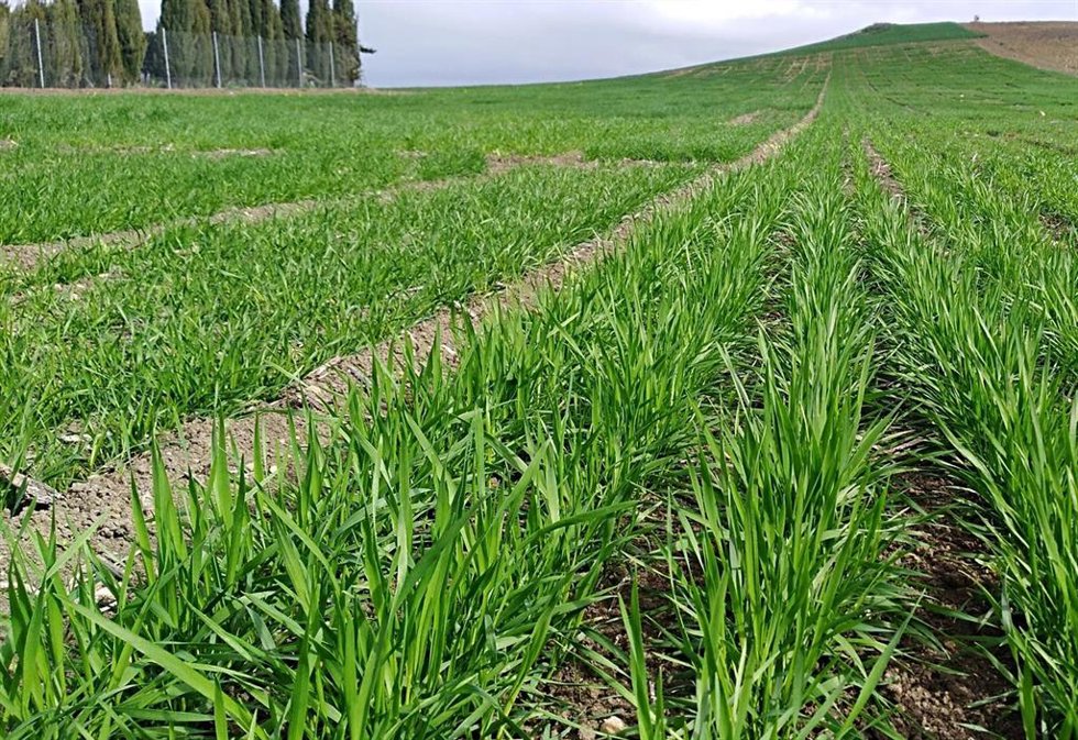 Un campo sembrado de cereales.