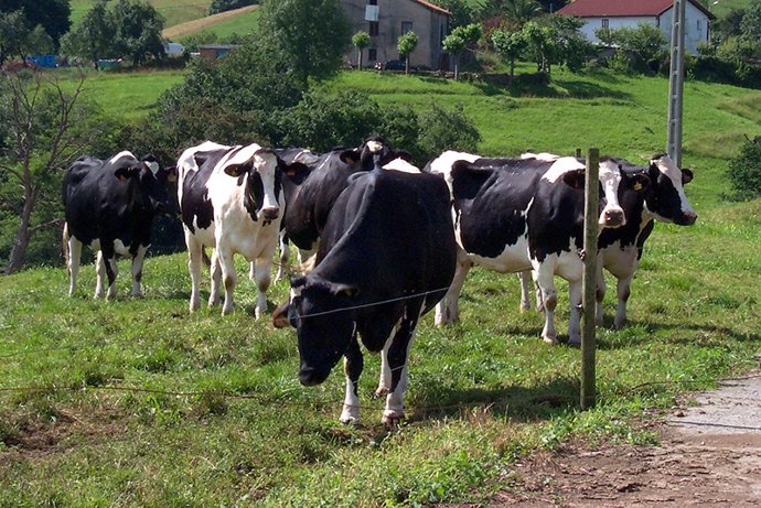 Archivo - Vacas