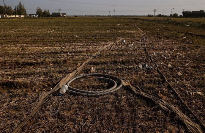 Archivo - Restos de la DANA en un campo de arrozales en las inmediaciones de la Albufera (archivo)