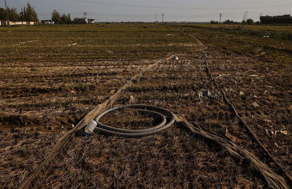 Archivo - Restos de la DANA en un campo de arrozales en las inmediaciones de la Albufera (archivo)