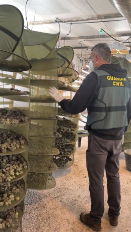 Un agente de la Guardia Civil examina la marihuana intervenida.
