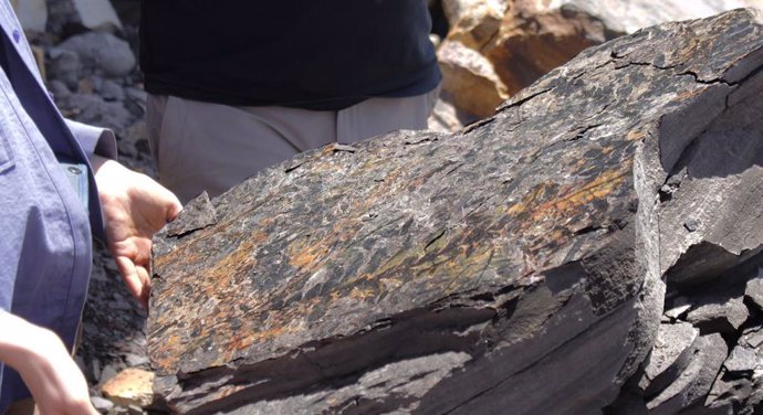 Em um afloramento ao norte de Sydney, na Austrália, a equipe de pesquisa descobre uma rocha coberta com folhas fósseis da extinta "samambaia de sementes" Dicroidium.