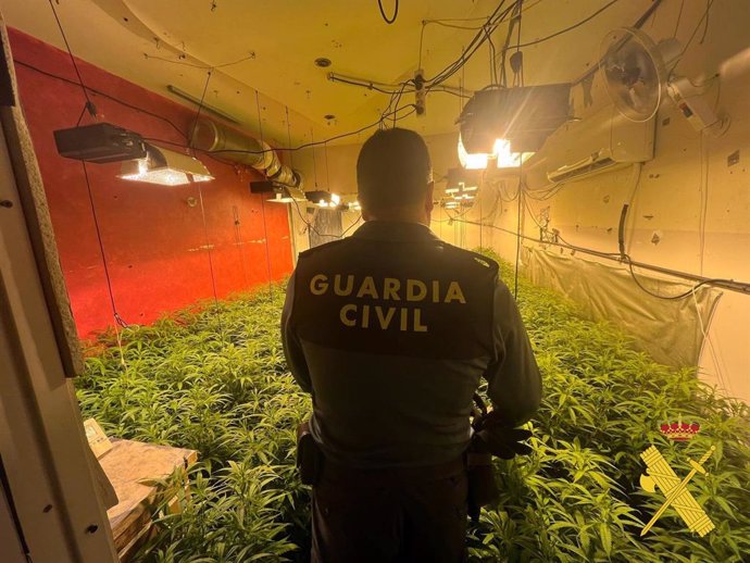 Cerca de 4.000 plantas de marihuana intervenidas en una vivienda de Vícar (Almería).