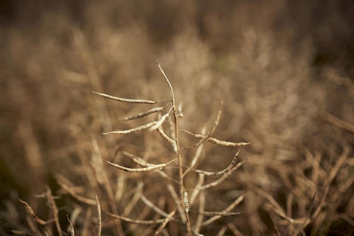 Archivo - Un campo de forraje 