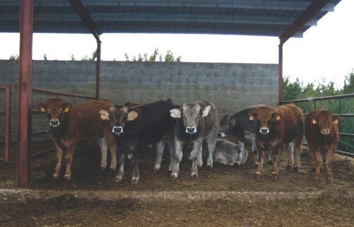 Explotación bovina.