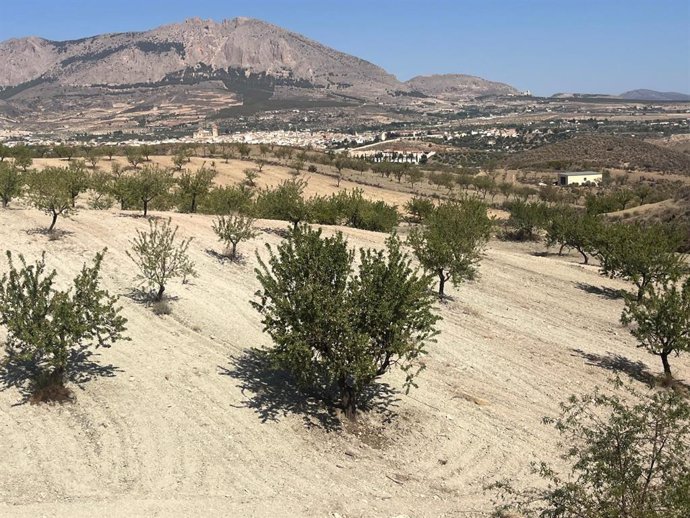 Plantación de frutos secos en el Altiplano de Granada