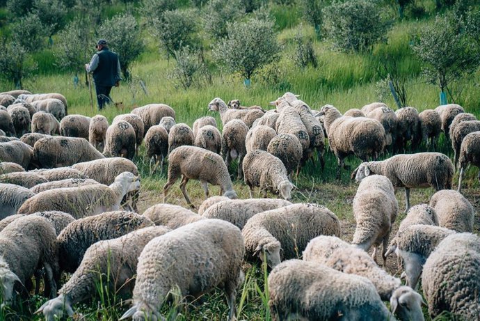 Archivo - Imagen de archivo de un ganadero con un rebaño de ovejas.