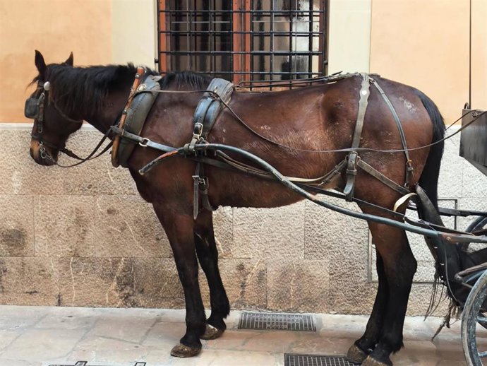 El caballo que tiraba de una calesa en Palma y que ha sido inmovilizado por la Policía Local.