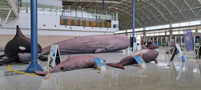 Exposición de cetáceos en el aeropuerto de Fuerteventura