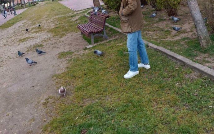 Denunciado un hombre por dar de comer a palomas en Valladolid