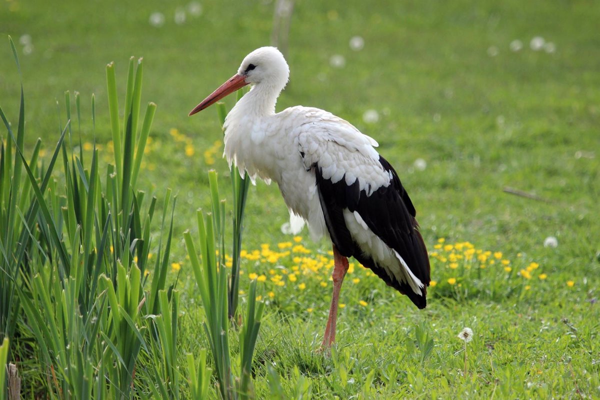 SEO/BirdLife lanza el VIII censo internacional de la cigüeña blanca en 2025 para conocer la tendencia de sus poblaciones