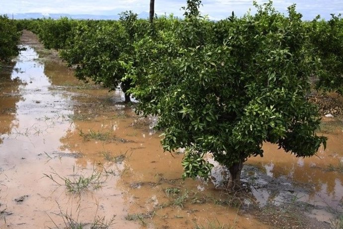 Suelos agrícolas anegados por las inundaciones de la dana del pasado 29 de octubre en la provincia de Valencia