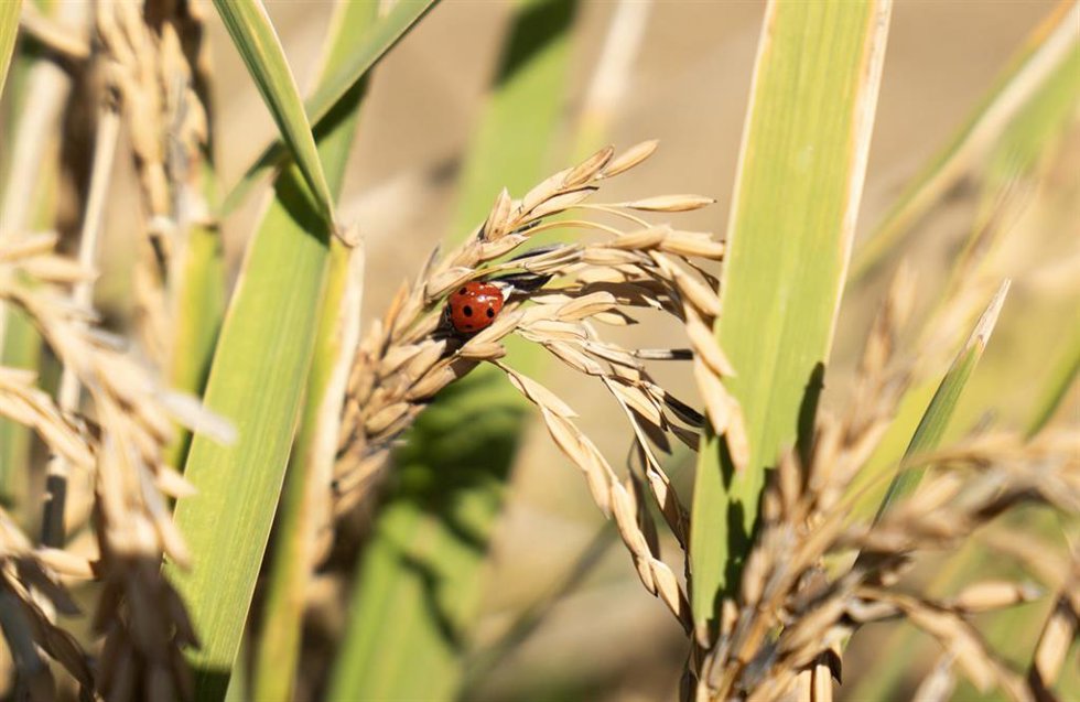 Archivo - Una mariquita posada en unas semillas de arroz en las marismas del Guadalquivir. A 22 de octubre de 2024, en Sevilla (Andalucía, España).