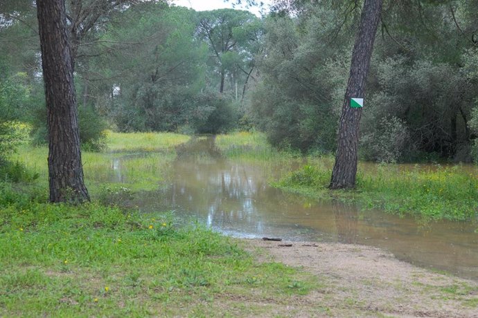 Archivo - Imágenes de la Dehesa de Torneros tras las últimas lluvias caídas en Andalucía, a 1 de abril de 2024, en Sevilla, (Andalucía, España). Las últimas lluvias llenan los humedales andaluces. Imagen de archivo.