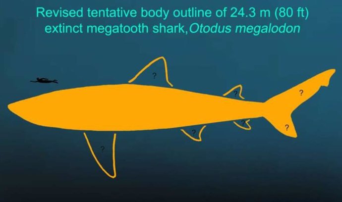 Comparativa de un humanoa dulto con un megalodón de 24 metros de largo