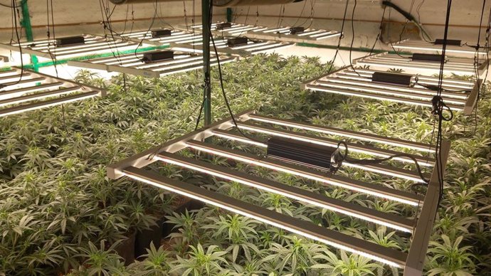 Plantación de marihuana desmantelada en Reus (Tarragona).