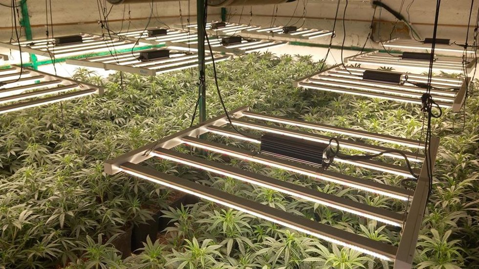 Plantación de marihuana desmantelada en Reus (Tarragona).