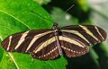 Estados Unidos se está quedando sin mariposas