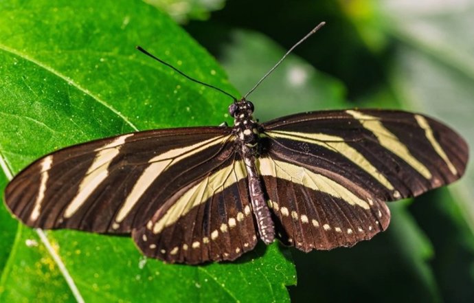 Zebra Heliconiana, encontrada no sudeste dos Estados Unidos.