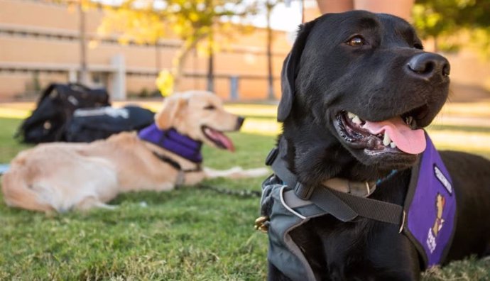 A percepção humana das emoções dos cães é influenciada por fatores externos.