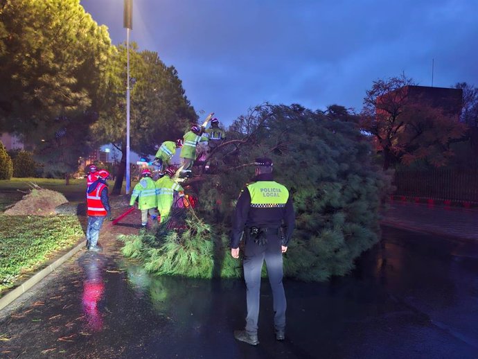 Uno de los árboles caídos en Huelva capital este fin de semana por el temporal.